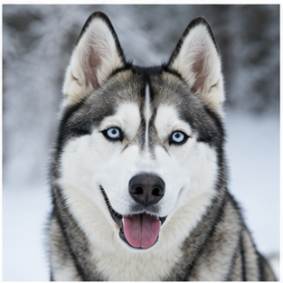 Husky Sibérien